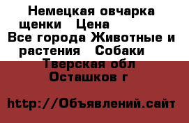 Немецкая овчарка щенки › Цена ­ 20 000 - Все города Животные и растения » Собаки   . Тверская обл.,Осташков г.